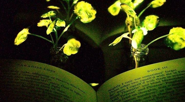 Using Repeated Charging, Researchers Create Light-Emitting Plants