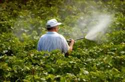 Global Organic Pesticide Market